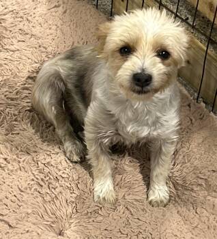 Lapdog family dog. Dixie 12 lbs -  Yorkshire Terrier Dog for Adoption in Antwerp, Ohio - Lapdog Family Dog. Dixie 12 Lbs | PetCurious