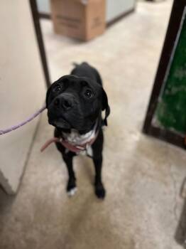 Lucy -  American Staffordshire Terrier Dog Available for Adoption in New Braunfels, Texas - Lucy | PetCurious