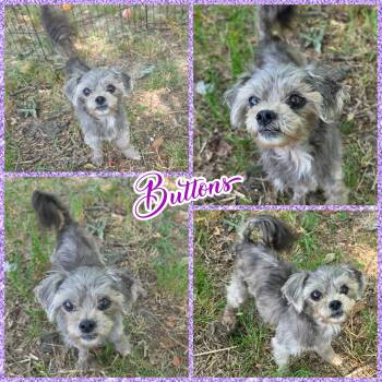 Buttons -  Shih Poo Dog for Adoption in Blacksburg, South Carolina - Buttons | PetCurious