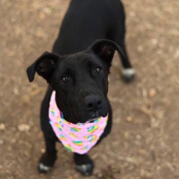 Terrier Dogs Available for Adoption - BONITA | PetCurious