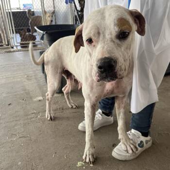Nilla -  Pit Bull Terrier Dog for Adoption in Edinburg, Texas - Nilla | PetCurious