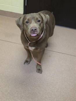 Labrador Retriever and Mixed Breed Dogs Available for Adoption in Cookeville, Tennessee - CHACO | PetCurious