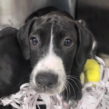 Organa -  Labrador Retriever and Mixed Breed Dog for Adoption in Clearwater, Florida - Organa | PetCurious