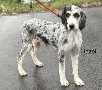HAZEL -  Bernadoodle Dog for Adoption in Ashland, Ohio - HAZEL | PetCurious