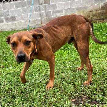 Rusty -  Mixed Breed Dog for Adoption in Volcano, Hawaii - Rusty | PetCurious