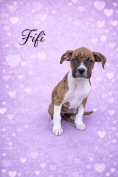 Boxer Dogs Available for Adoption - Fifi | PetCurious