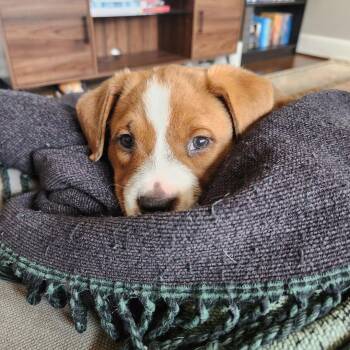 Rescue Mixed Breed Dogs for Adoption in Charlotte, North Carolina - Holly | PetCurious