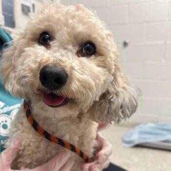 Mixed Breed Dogs Available for Adoption - Monolo | PetCurious