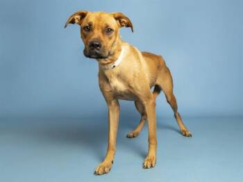 GINNY -  German Shepherd Dog and Mixed Breed Dog for Adoption in Phoenix, Arizona - GINNY | PetCurious