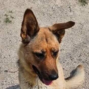 Frankie (20260809-09) -  Shepherd Dog for Adoption in Niagara Falls, Ontario - Frankie (20260809-09) | PetCurious