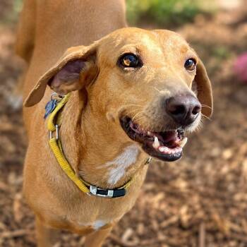 Noelle -  Hound and Mixed Breed Dog for Adoption in Boerne, Texas - Noelle | PetCurious