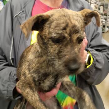 Schnauzer Dogs Available for Adoption - Layla | PetCurious