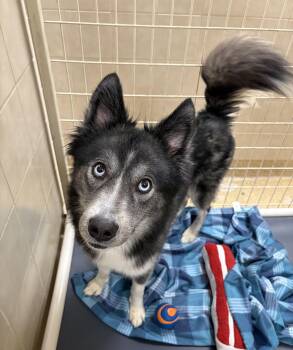Husky Dogs Available for Adoption in Kerrville, Texas - Juneau  | PetCurious