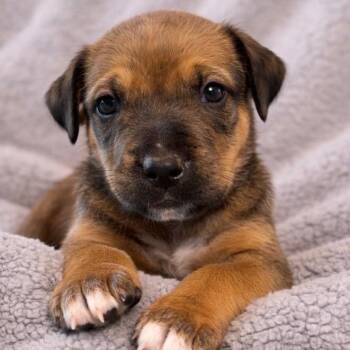 Bullmastiff and American Staffordshire Terrier Dogs Available for Adoption in Concord, North Carolina - Bandit | PetCurious