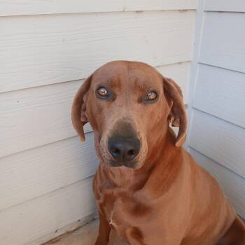 Beagle and Hound Dogs Available for Adoption in Sautee Nacoochee, Georgia - Lilyann | PetCurious