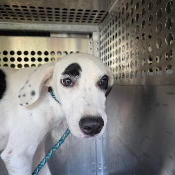 Moo cow -  Terrier and Dalmatian Dog for Adoption in Birmingham, Alabama - Moo Cow | PetCurious