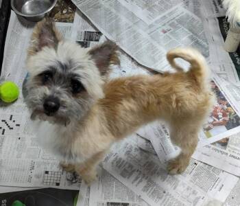 Cairn Terrier Dogs Available for Adoption in Mukwonago, Wisconsin - Snapdragon | PetCurious