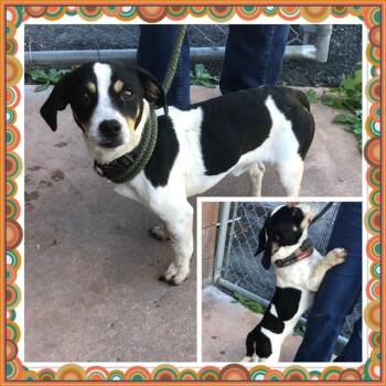 FREDDY -  Beagle and Chihuahua Dog for Adoption in Buckhannon, West Virginia - FREDDY | PetCurious