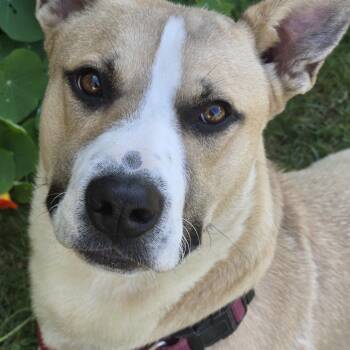 Rescue Husky and Corgi Dogs for Adoption in Burlington, Washington - LINUS  D3603br | PetCurious