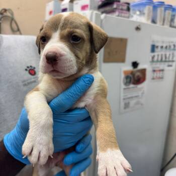 Billy -  Pit Bull Terrier Dog for Adoption in Birmingham, Alabama - Billy | PetCurious
