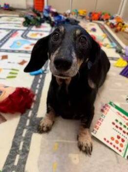 Winnie OC -  Dachshund Dog for Adoption in Los Angeles, California - Winnie OC | PetCurious