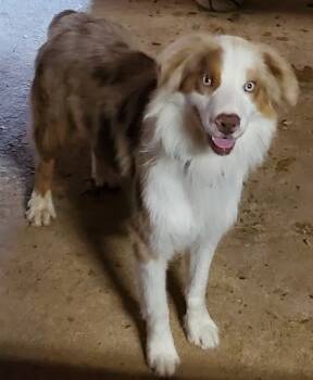 Rescue Australian Shepherd Dogs for Adoption in Winter Park, Colorado - Hank | PetCurious