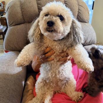 Stormie Mae (Benefactor Dog) -  Maltese and Poodle Dog for Adoption in New Orleans, Louisiana - Stormie Mae (Benefactor Dog) | PetCurious