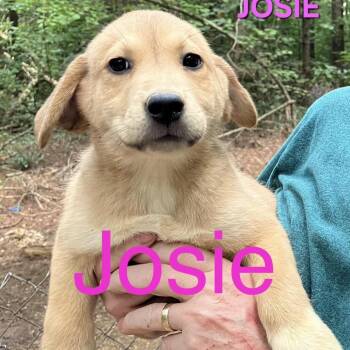 NY Josie Avail Aug 26 (MTK Hotel Mount Kisco) -  Mixed Breed Dog for Adoption in Stormville, New York - NY Josie Avail Aug 26 (MTK Hotel Mount Kisco) | PetCurious
