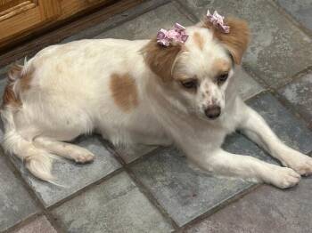 Spaniel Dogs Available for Adoption - Heidi | PetCurious