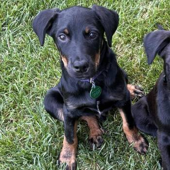 Riddle -  Mixed Breed Dog for Adoption in Buffalo, Minnesota - Riddle | PetCurious