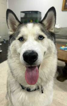 Rescue Husky Dogs for Adoption in Jessup, Maryland - Junior | PetCurious
