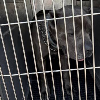 Fordo -  Cane Corso Dog for Adoption in St. Louis, Missouri - Fordo | PetCurious