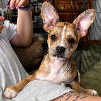 Lenny -  Mixed Breed Dog for Adoption in Kenosha, Wisconsin - Lenny | PetCurious