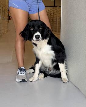 Border Collie Dogs Available for Adoption in Chicago, Illinois - Johnny | PetCurious