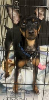 Trucker -  Miniature Pinscher Dog for Adoption in Saint Clairsville, Ohio - Trucker | PetCurious