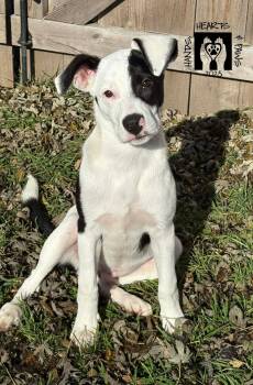 Rescue Terrier and Border Collie Dogs for Adoption in Omaha, Nebraska - Lugnut | PetCurious