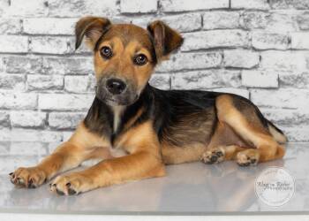 Sally -  German Shepherd Dog and Golden Retriever Dog for Adoption in Tuscaloosa, Alabama - Sally | PetCurious