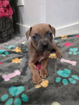 Rescue Boxer Dogs for Adoption in Midway, Utah - Diesel | PetCurious