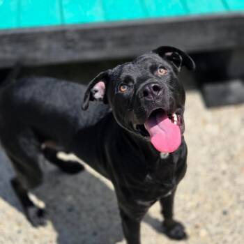Washington -  Mixed Breed Dog for Adoption in Charleston, West Virginia - Washington | PetCurious