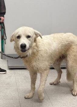 26-0598D -  Great Pyrenees and Golden Retriever Dog for Adoption in Sorrento, Louisiana - 26-0598D | PetCurious