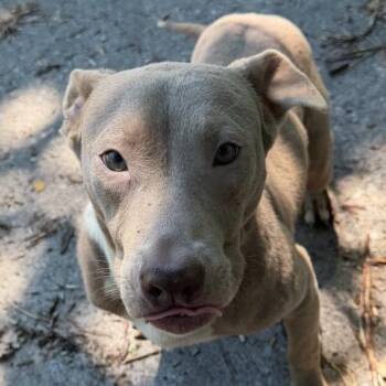 Rocker -  Pit Bull Terrier Dog for Adoption in East St. Louis, Illinois - Rocker | PetCurious