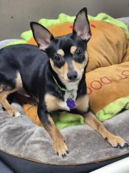 Cheesy -  Rat Terrier Dog for Adoption in Chatham, Ontario - Cheesy | PetCurious