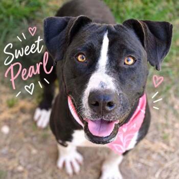 Pearl   -  Terrier Dog for Adoption in Silsbee, Texas - Pearl   | PetCurious