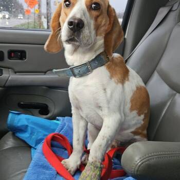 Rescue Beagle Dogs for Adoption in Jasper, Indiana - Tracker | PetCurious