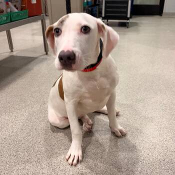 Jasmine -  Hound and Mixed Breed Dog for Adoption in Tampa, Florida - Jasmine | PetCurious