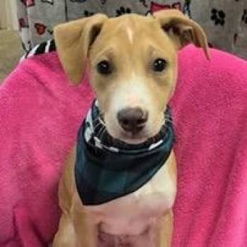 Feist and Mixed Breed Dogs Available for Adoption - Doe | PetCurious