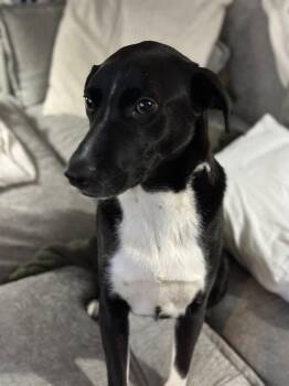 Border Collie Dogs Available for Adoption - DENNY - SPONSORED FEE, Fostered In NY!! | PetCurious