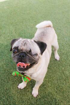 Monte Cristo -  Pug Dog for Adoption in Gardena, California - Monte Cristo | PetCurious