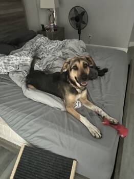 Rescue Shepherd Dogs for Adoption in Wildomar, California - Dora | PetCurious