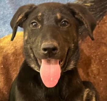 George Strait -  Mixed Breed Dog Available for Adoption in Nantucket, Massachusetts - George Strait | PetCurious